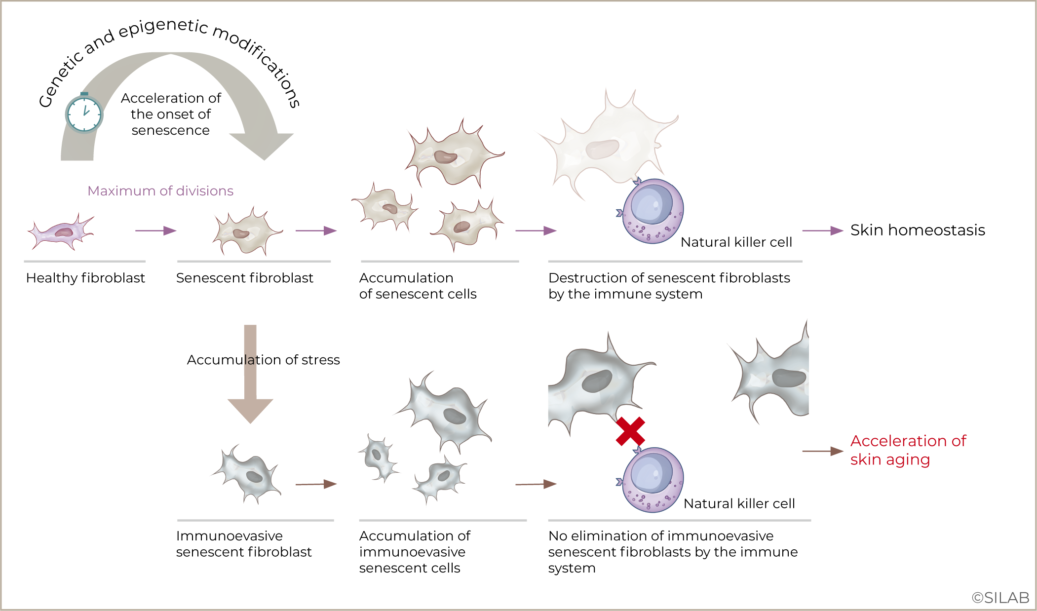 Participation of immunoevasive senescent fibroblasts in the acceleration of skin aging